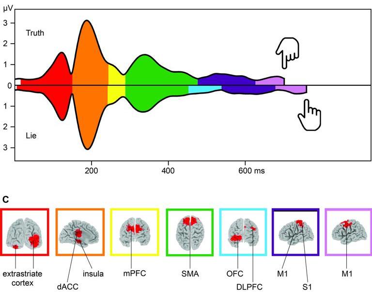 The figure visualizes the microstate approach, which has been applied in this EEG paper. Main result is an additional microstate localized in the prefrontal cortex when people lie.