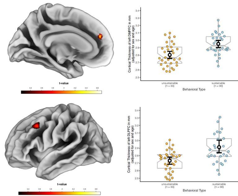 Two brains and two boxplot graphs visualize the main results of the MRI study: more sustainable people have greater thickness of the DLPFC and DMPFC.