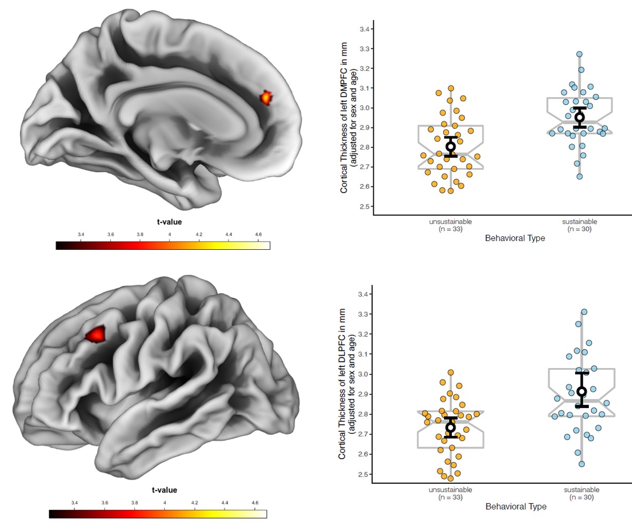 Two brains and two boxplot graphs visualize the main results of the MRI study: more sustainable people have greater thickness of the DLPFC and DMPFC.