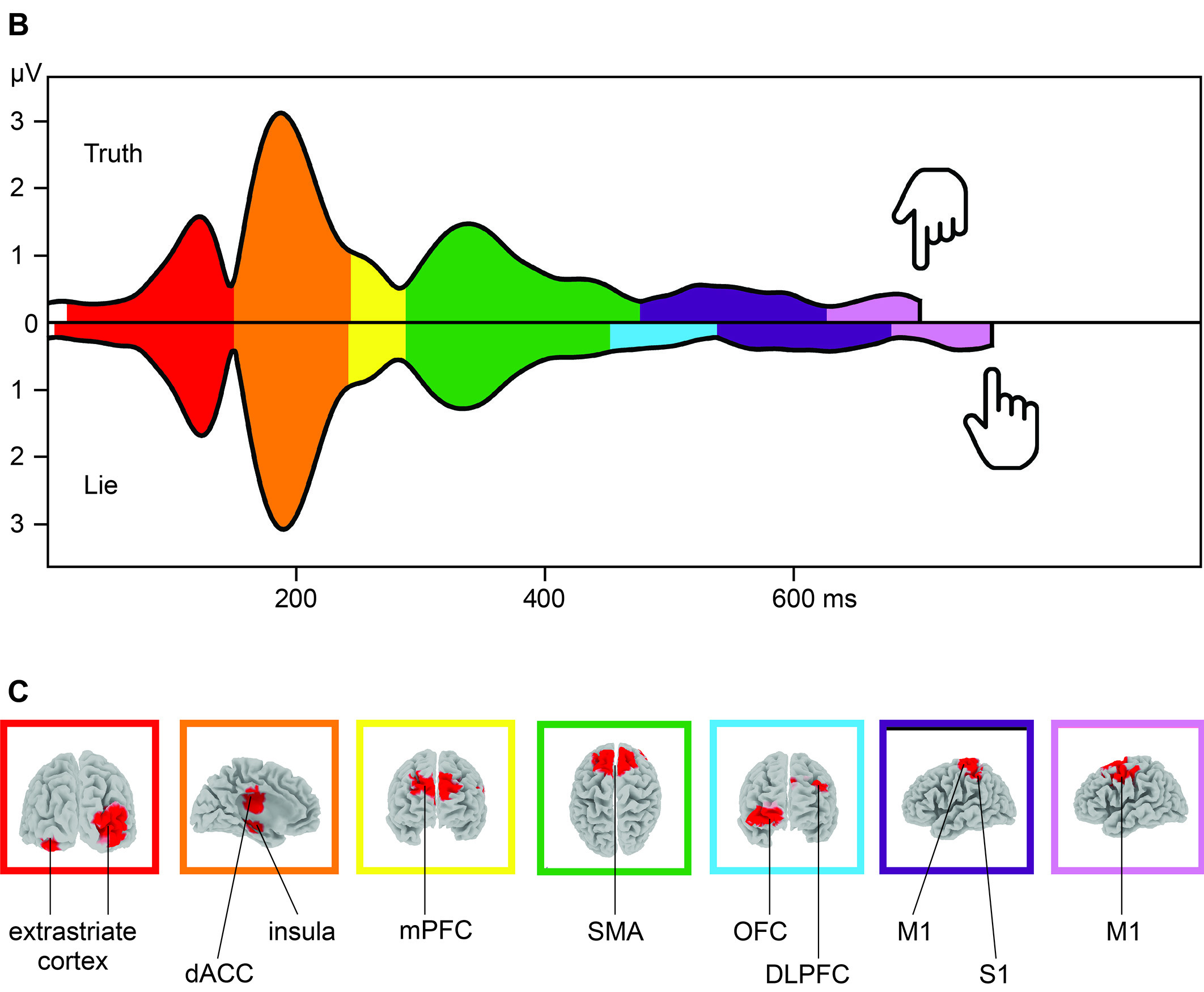 The figure visualizes the microstate approach, which has been applied in this EEG paper. Main result is an additional microstate localized in the prefrontal cortex when people lie.