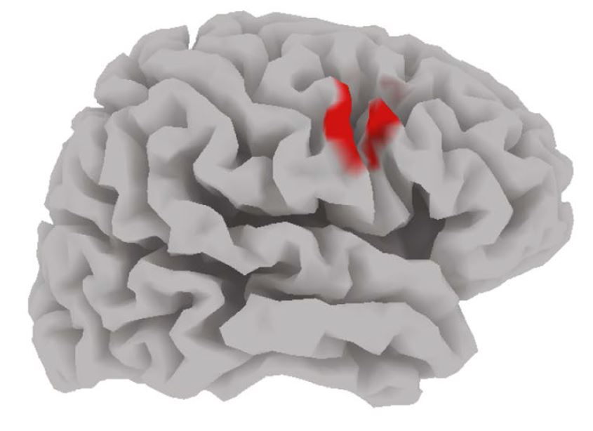 Brain graph from the EEG study showing the main result in the right DLPFC: sustainable behavior (compared to unsustainable behavior) is associated with stronger baseline activity in the right DLPFC.