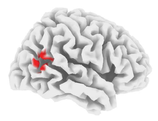 The graph from the EEG study shows a brain with one of the main results of the study: prosocial behavior is associated with stronger baseline activity in the right TPJ.